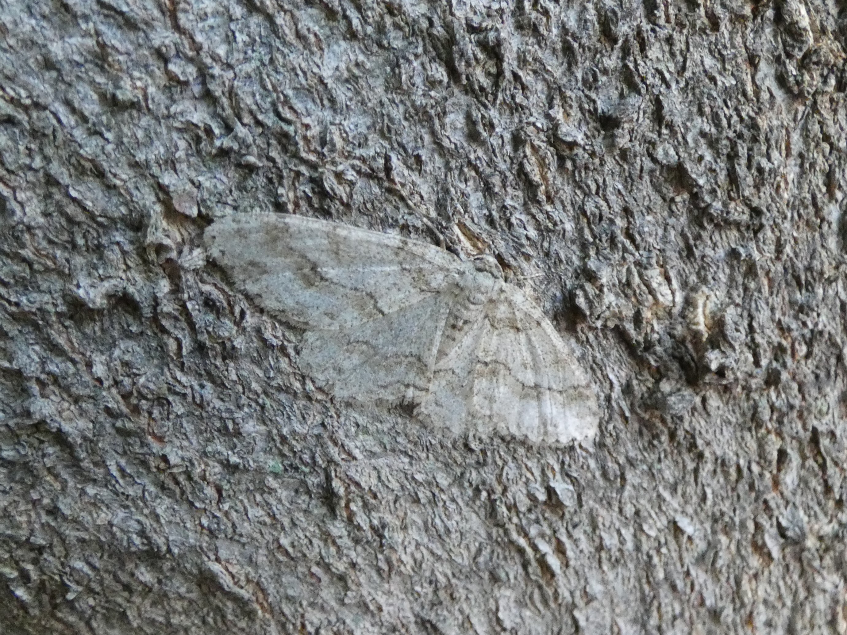 photo_1